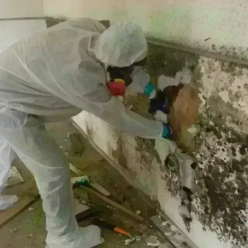 Mold Remediation and Removal in Springville, VA